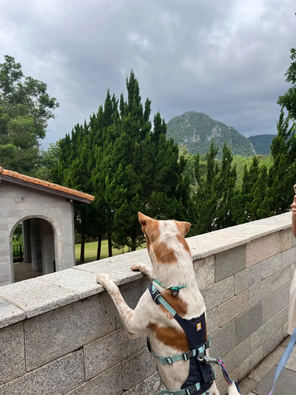 Primo Piazza pets image 4