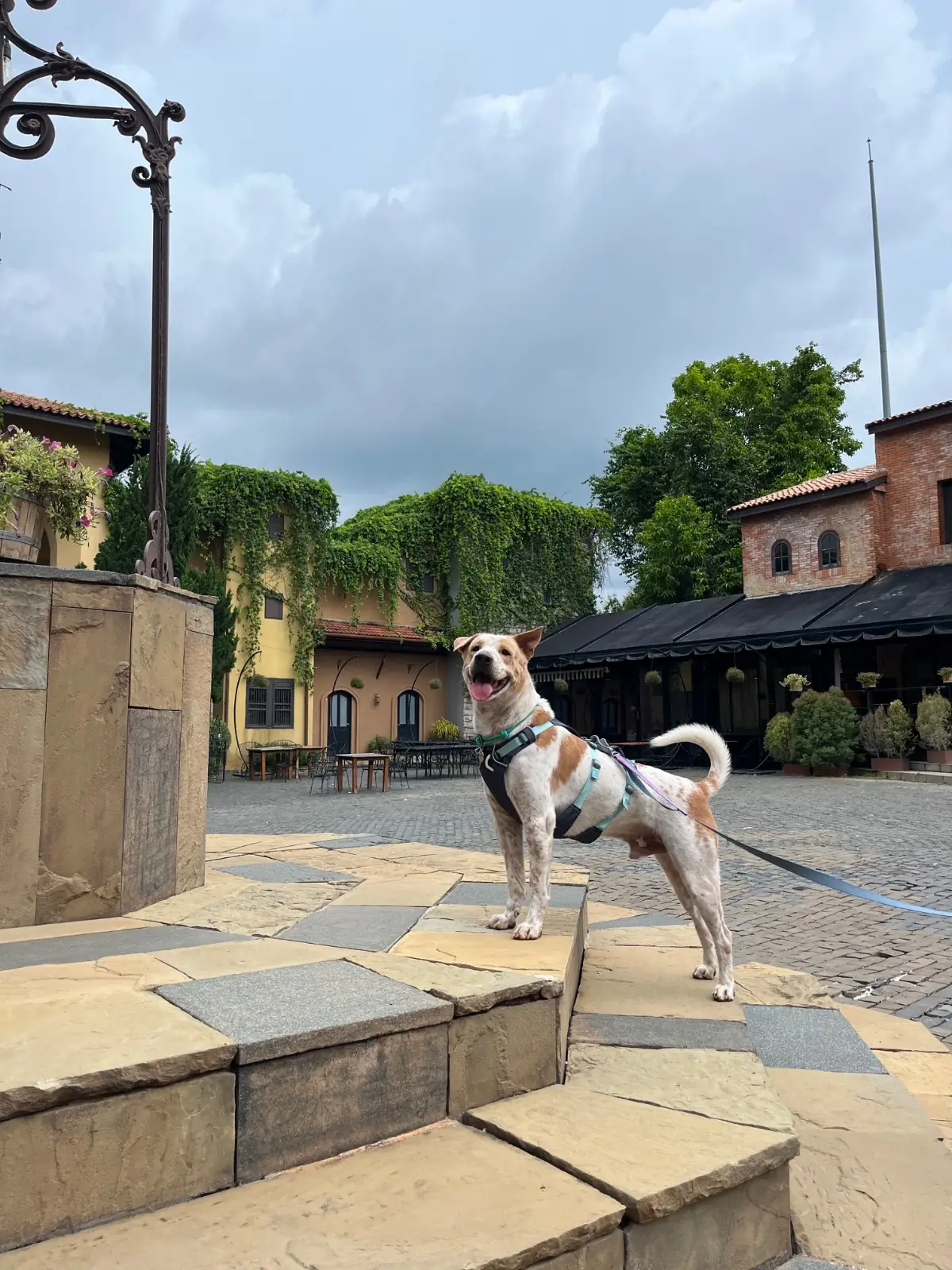 Primo Piazza pets image 2