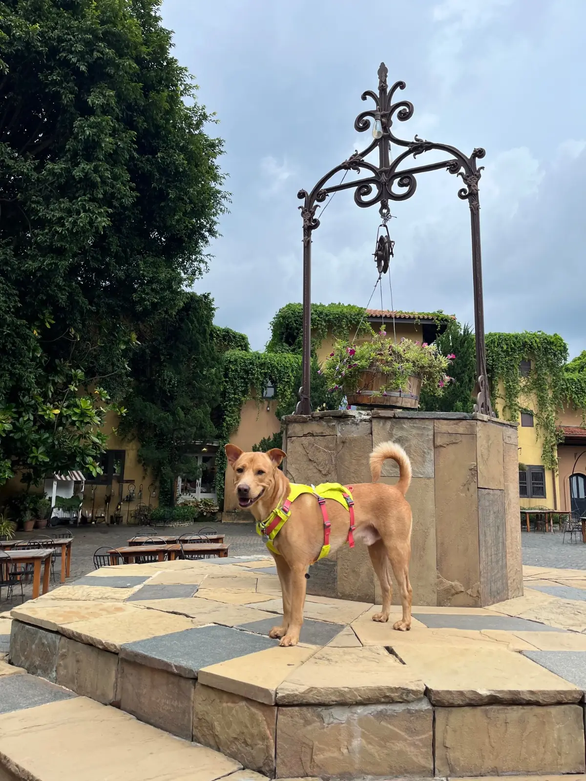 Primo Piazza pets image 1