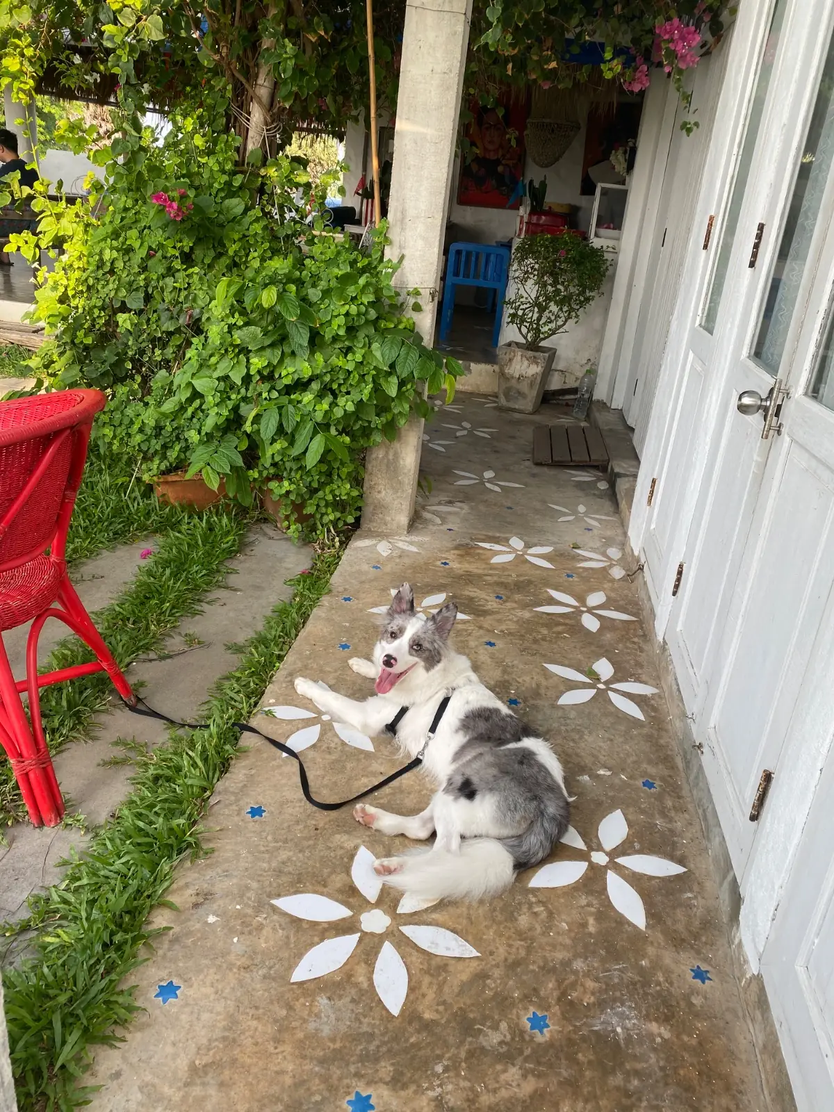 หัวปลีเลซี่บีช รีสอร์ท pets image 3