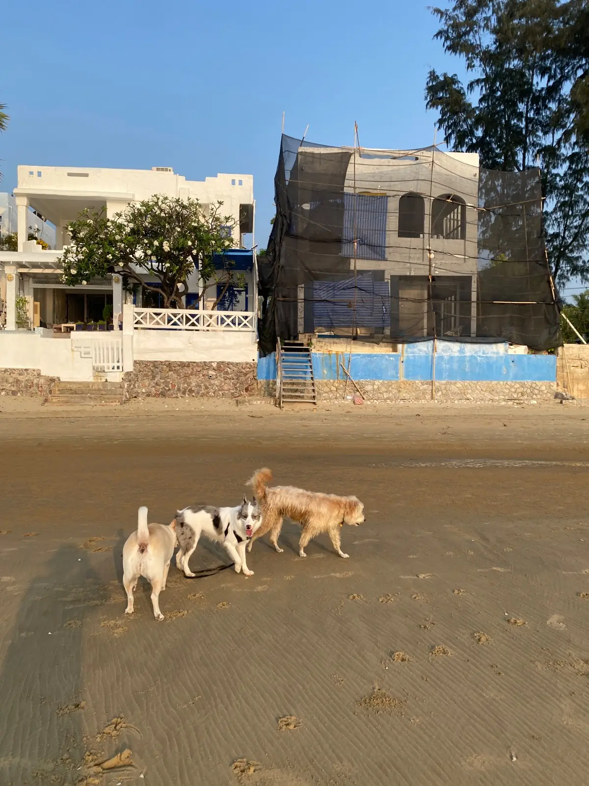 หัวปลีเลซี่บีช รีสอร์ท pets image 1