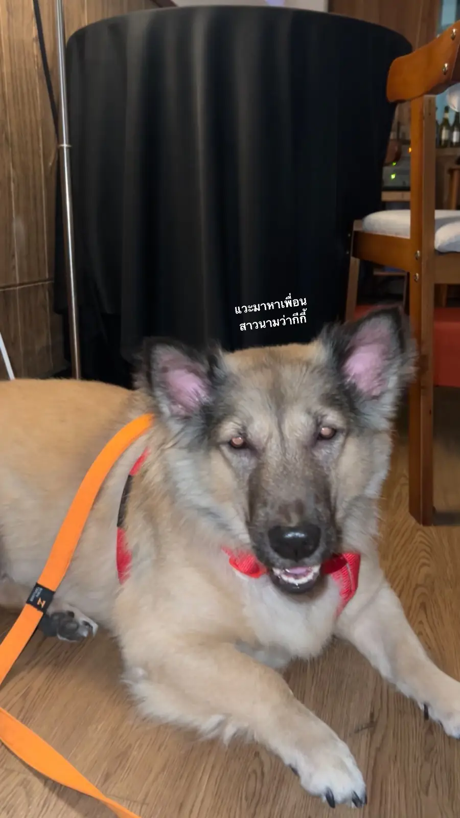 4649 Restaurant Bar & Gallery pets image 1