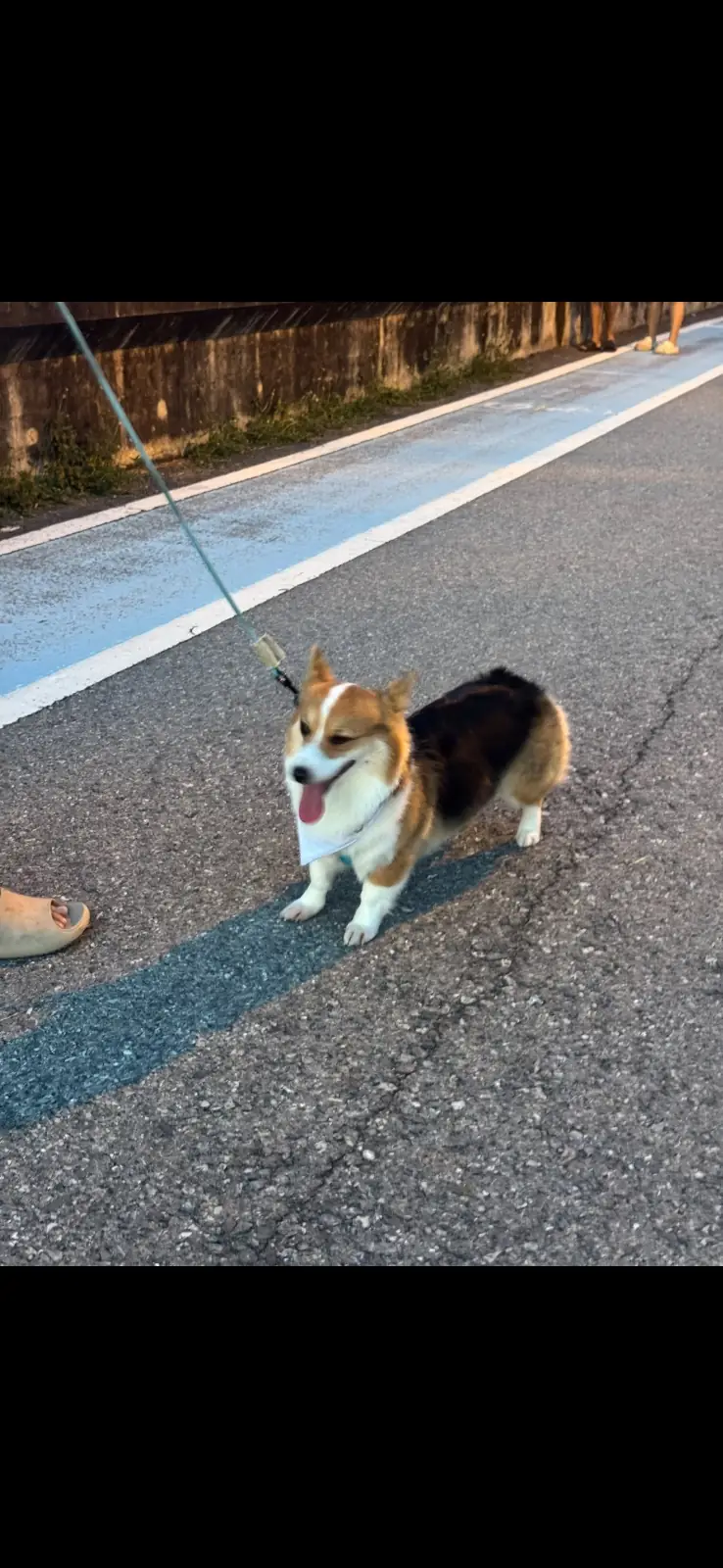 เขื่อนกระเสียว pets image 1