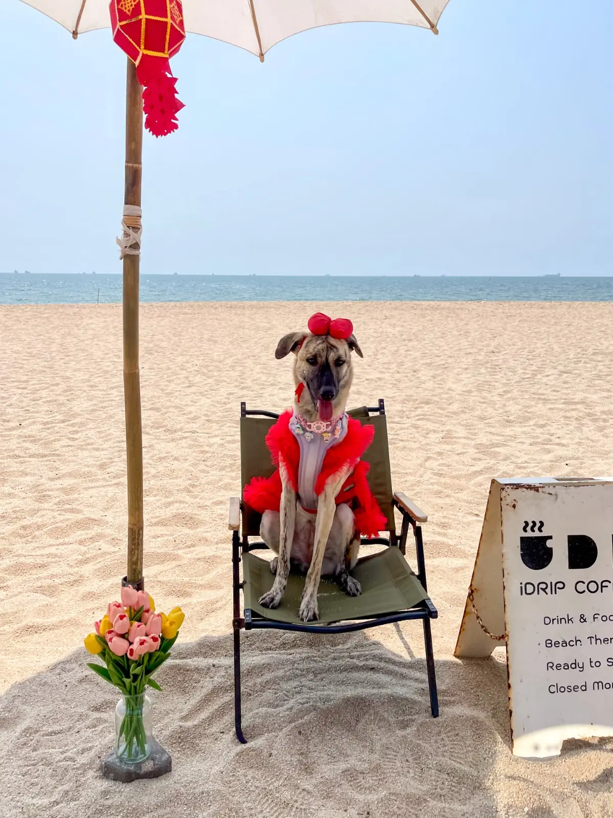 iDrip Coffee Lab pets image 3