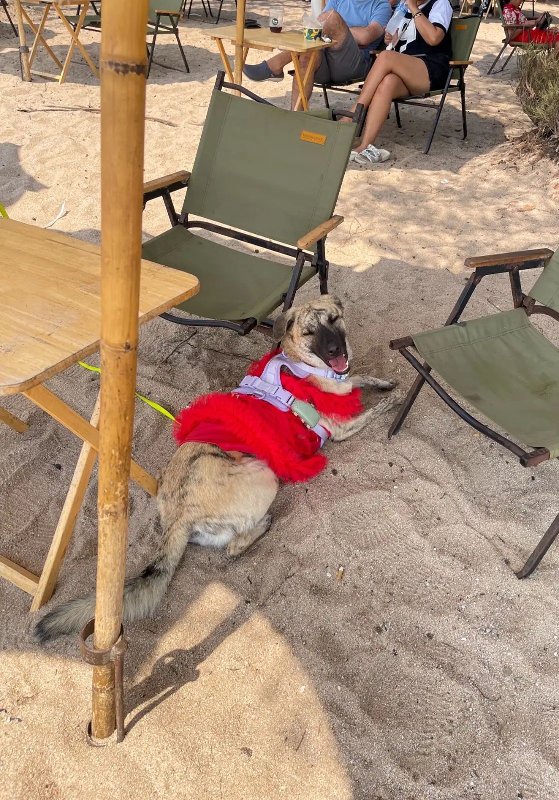 iDrip Coffee Lab pets image 2