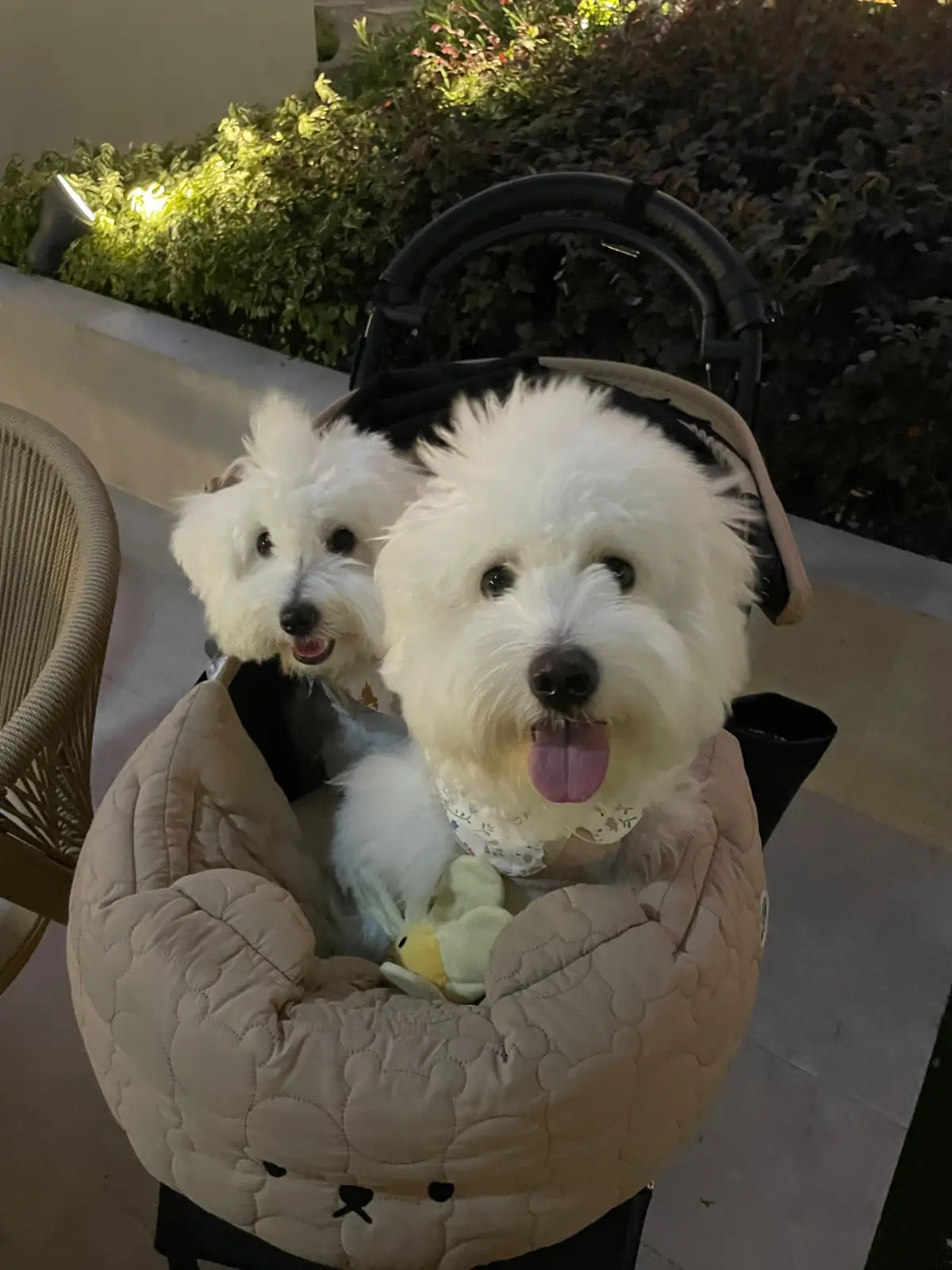 Préf Café & Bar pets image 3