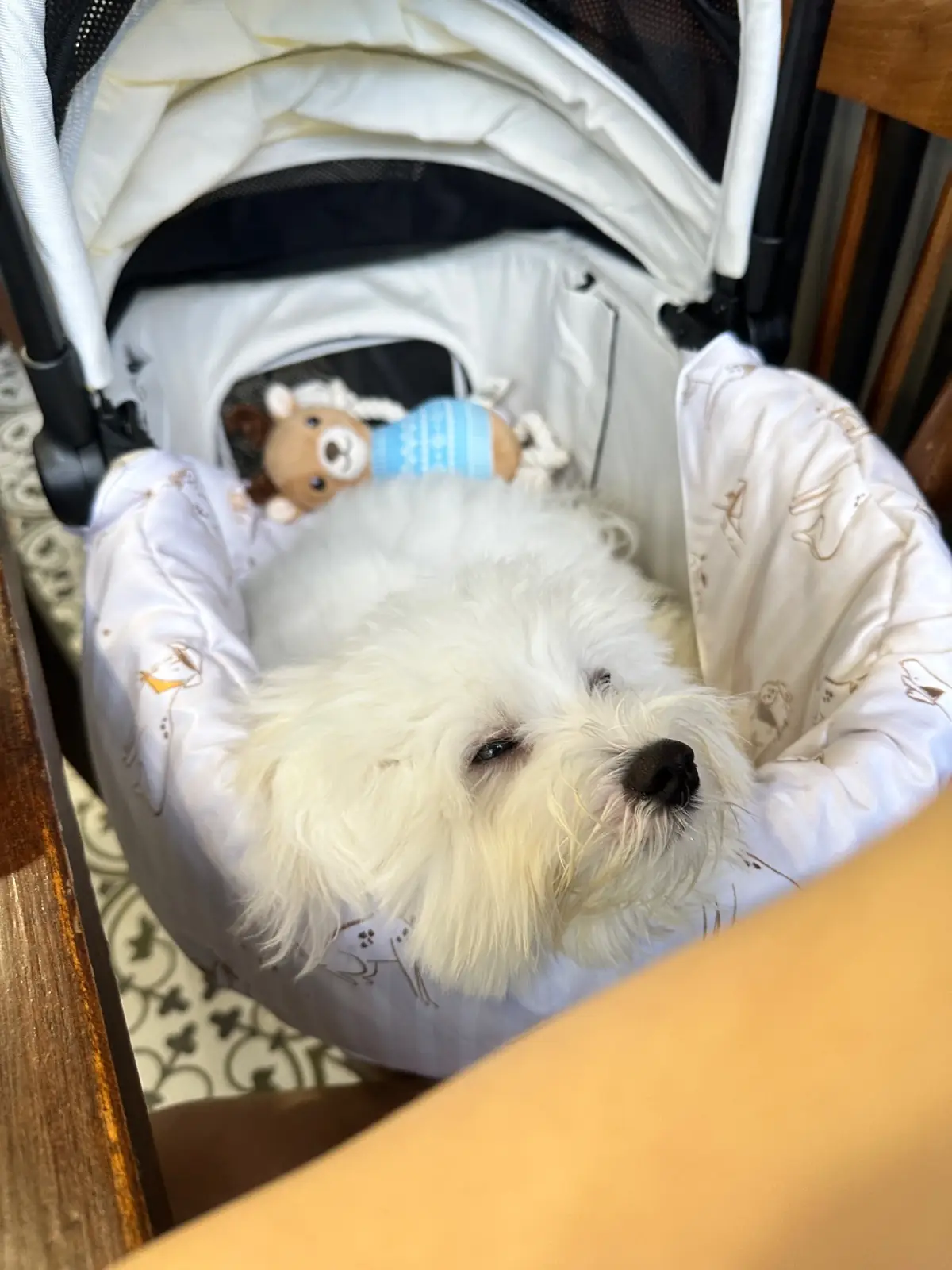 เถ่าชิ่วน้ำเต้าหู้ - พรานนก-กาญจนาภิเษก pets image 1