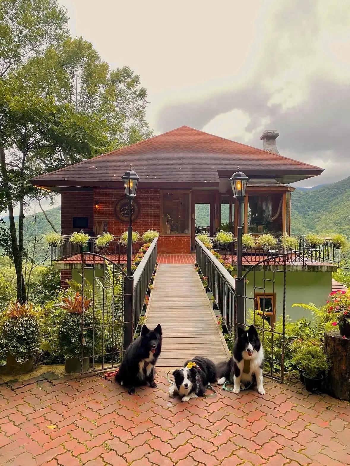 First Valley Coffee Estate pets image 1
