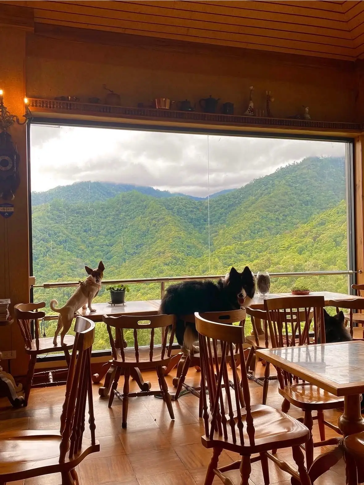 First Valley Coffee Estate pets image 3