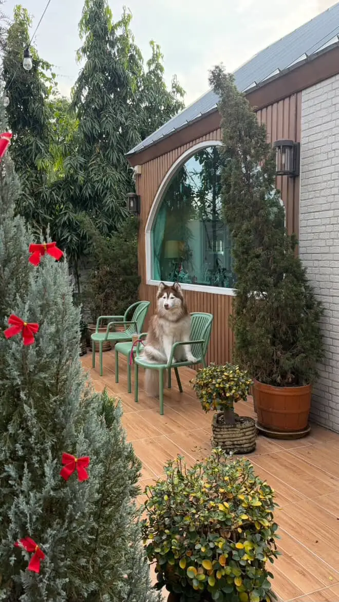 โคซี่สเปซคาเฟ่ pets image 1