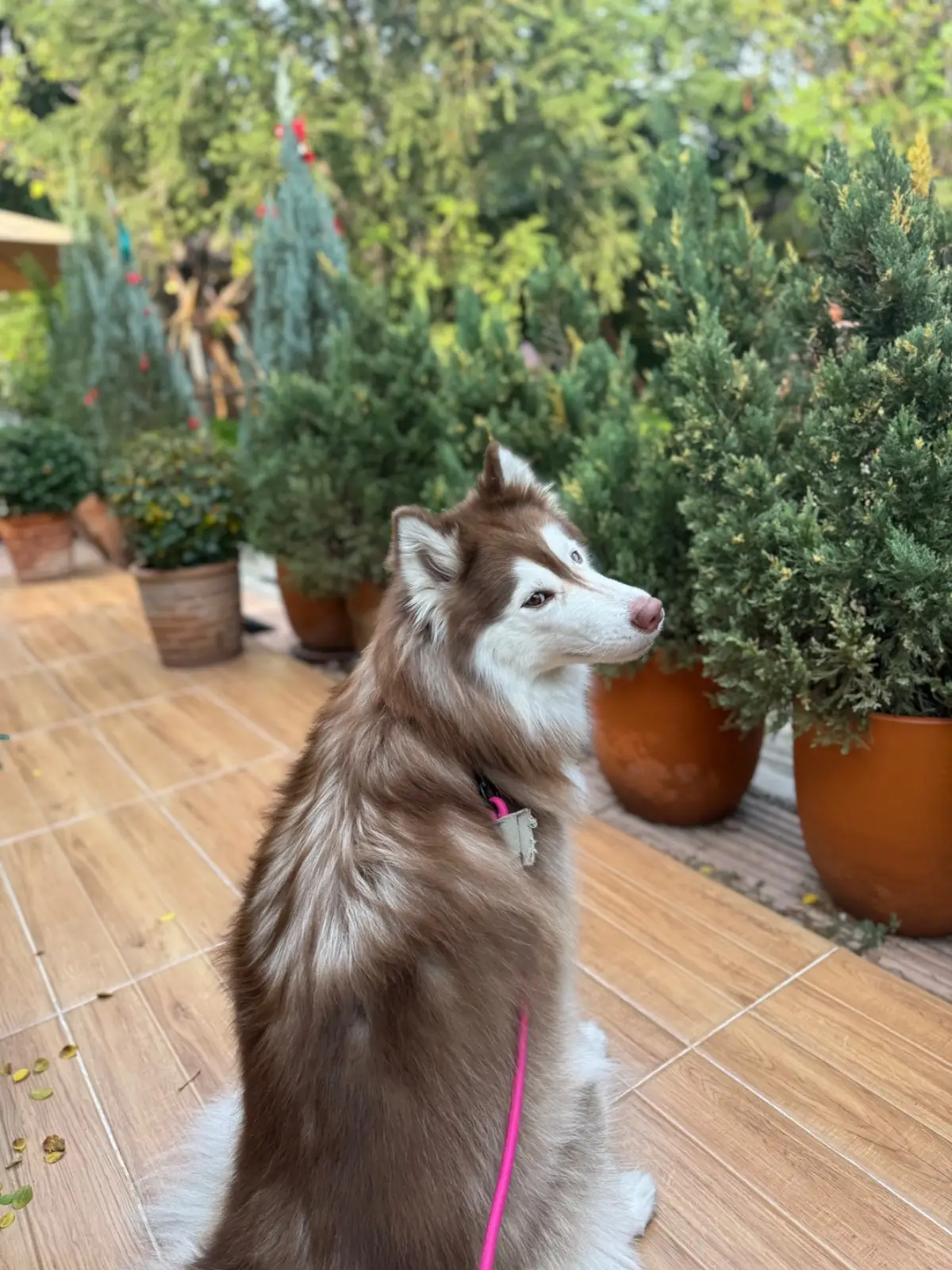 โคซี่สเปซคาเฟ่ pets image 2