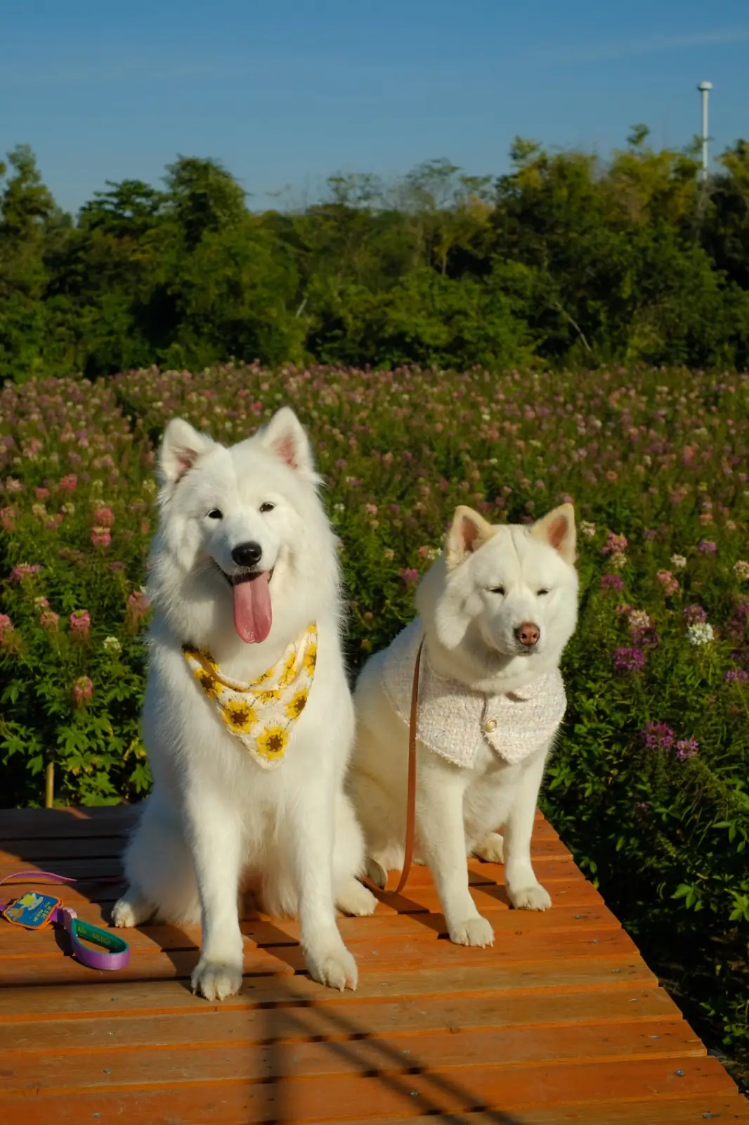 Floryday Khaoyai pets image 5