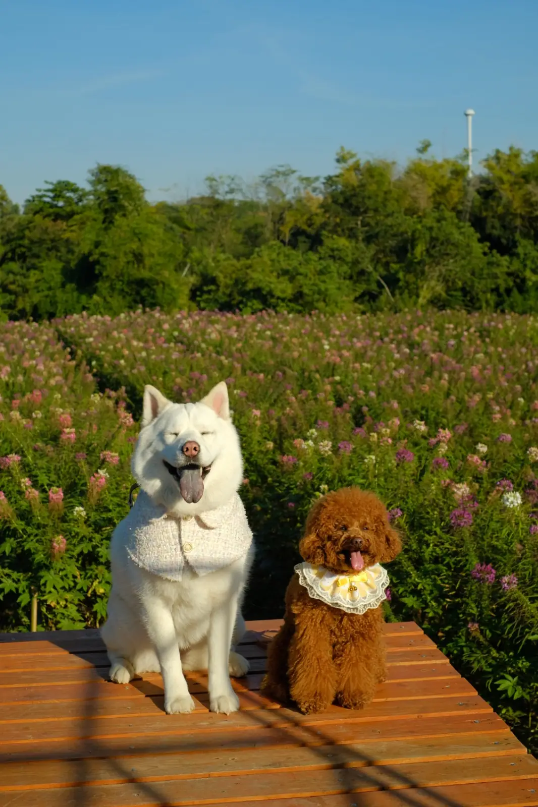 Floryday Khaoyai pets image 1