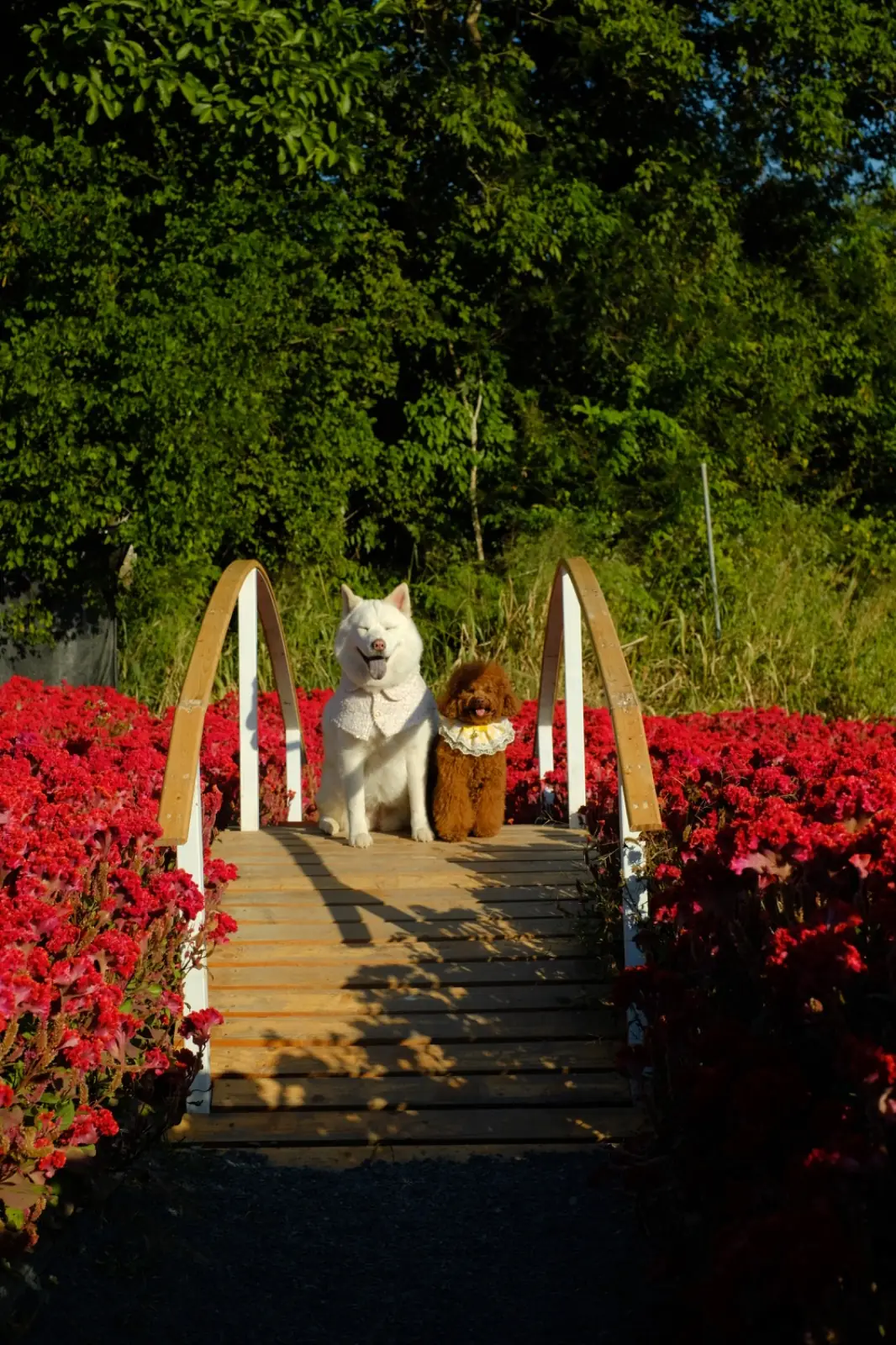 Floryday Khaoyai pets image 4