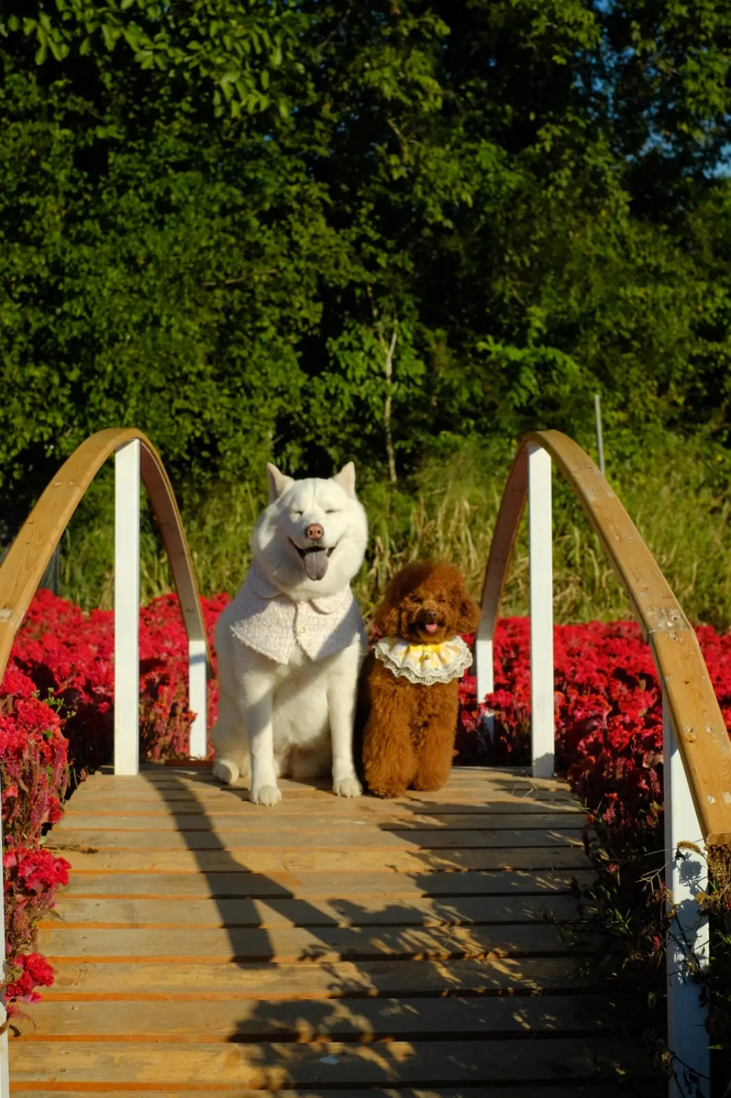 Floryday Khaoyai pets image 3