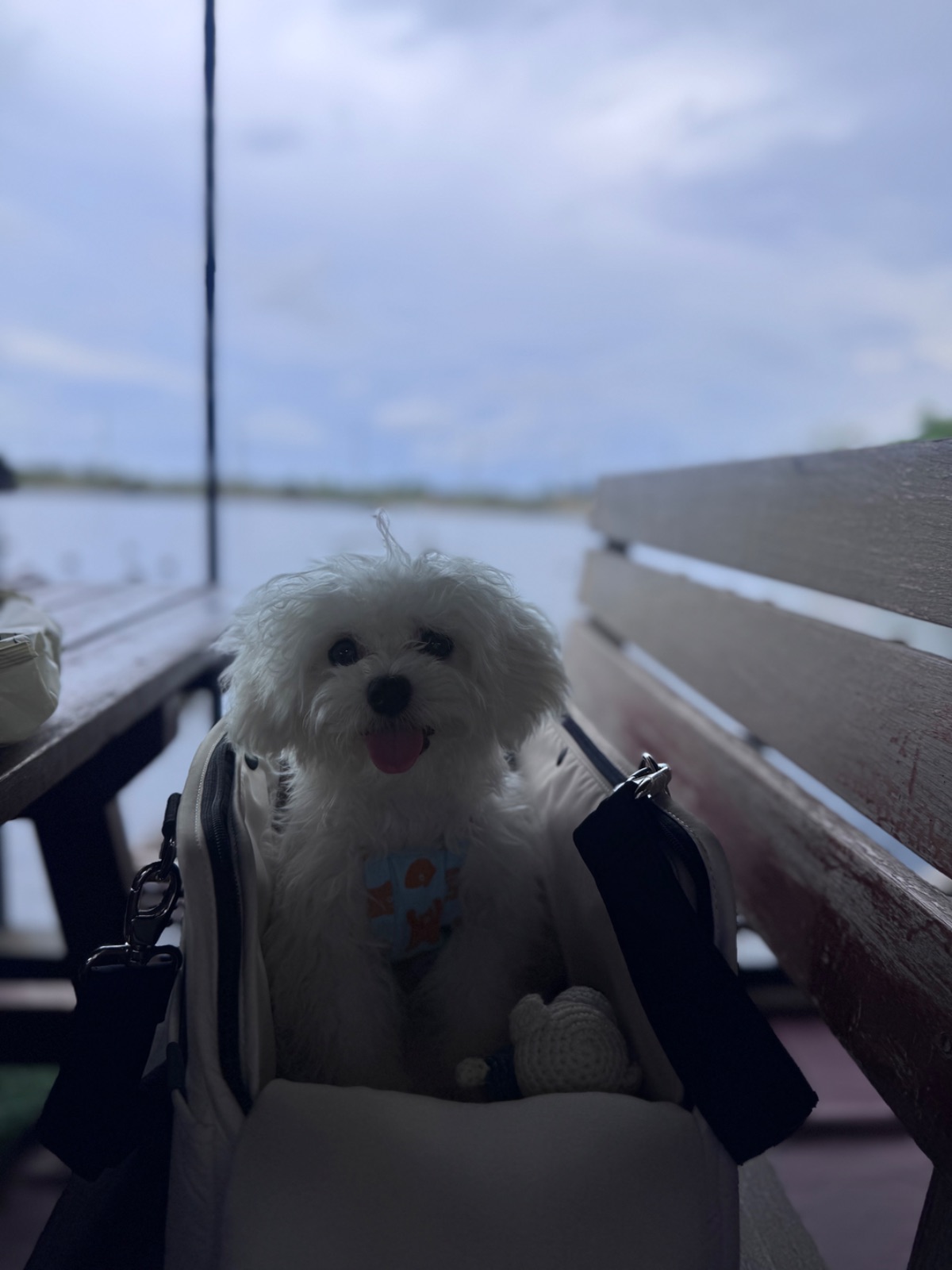 Uncle Ya seafood pets image 4