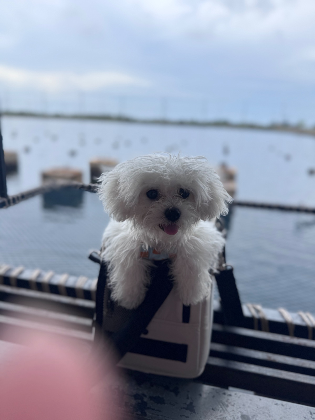 Uncle Ya seafood pets image 3