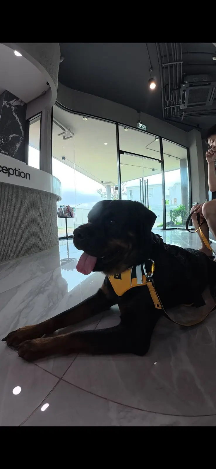 Odaijini Pet Hospital - Ramintra pets image 1