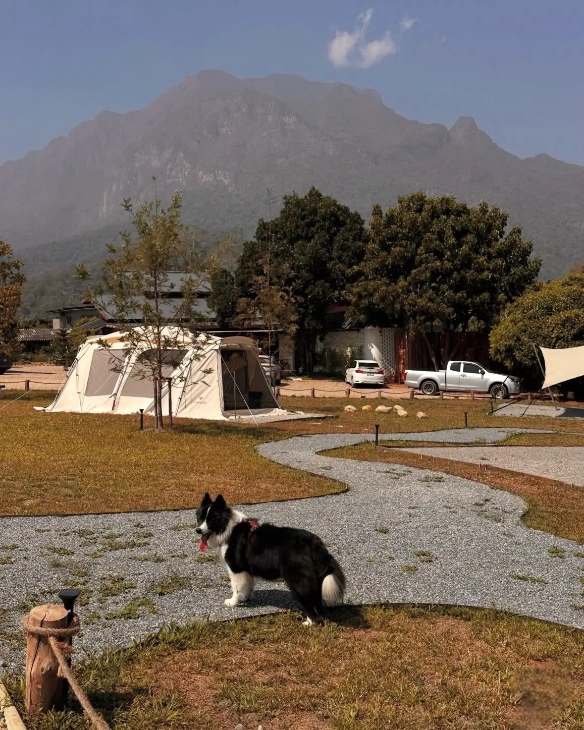 glamp./cafe pets image 2