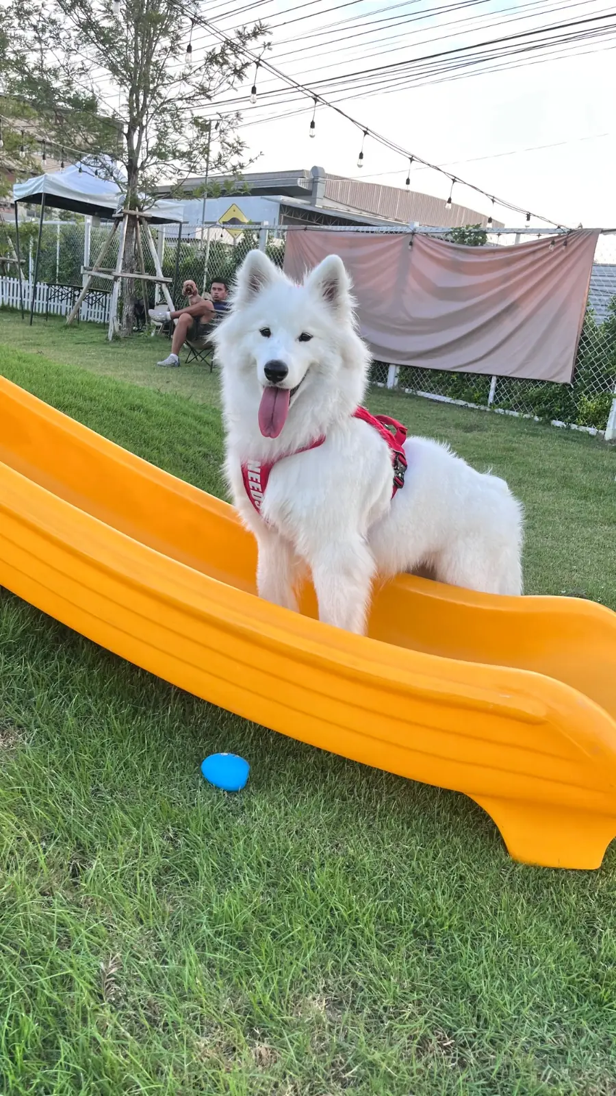Paw & Play Rangsit pets image 4