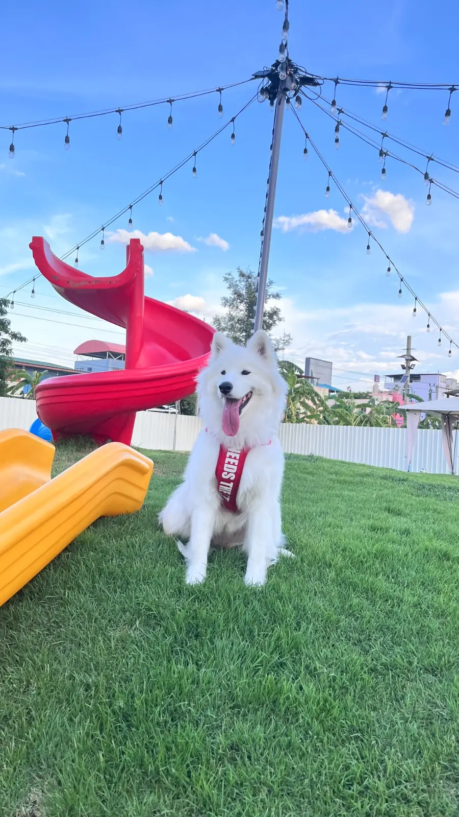 Paw & Play Rangsit pets image 1