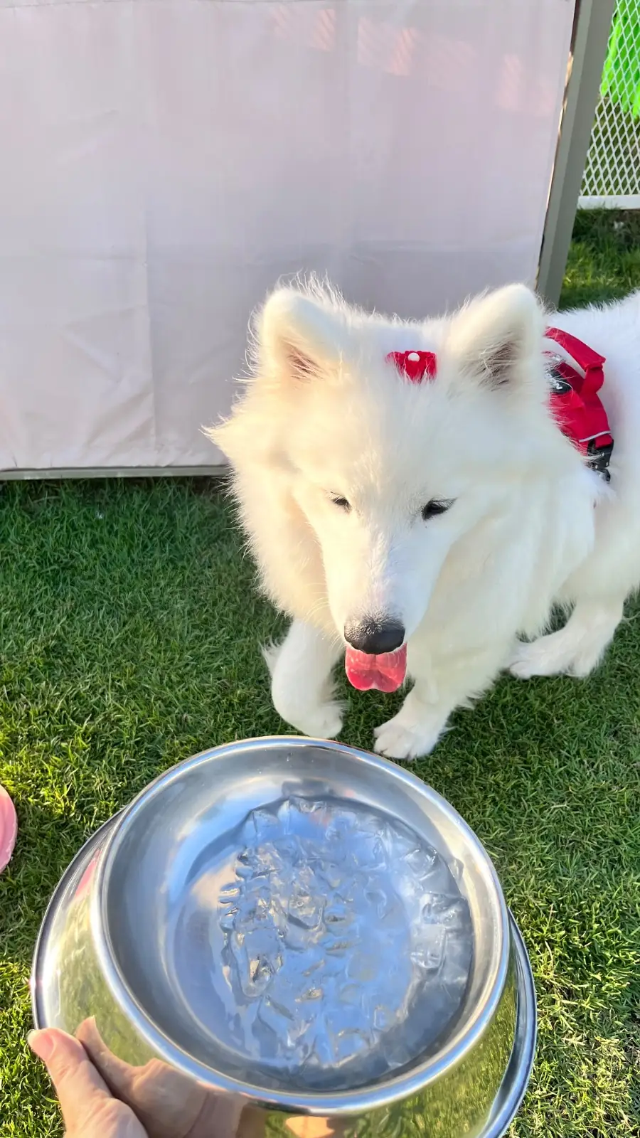 Paw & Play Rangsit pets image 3