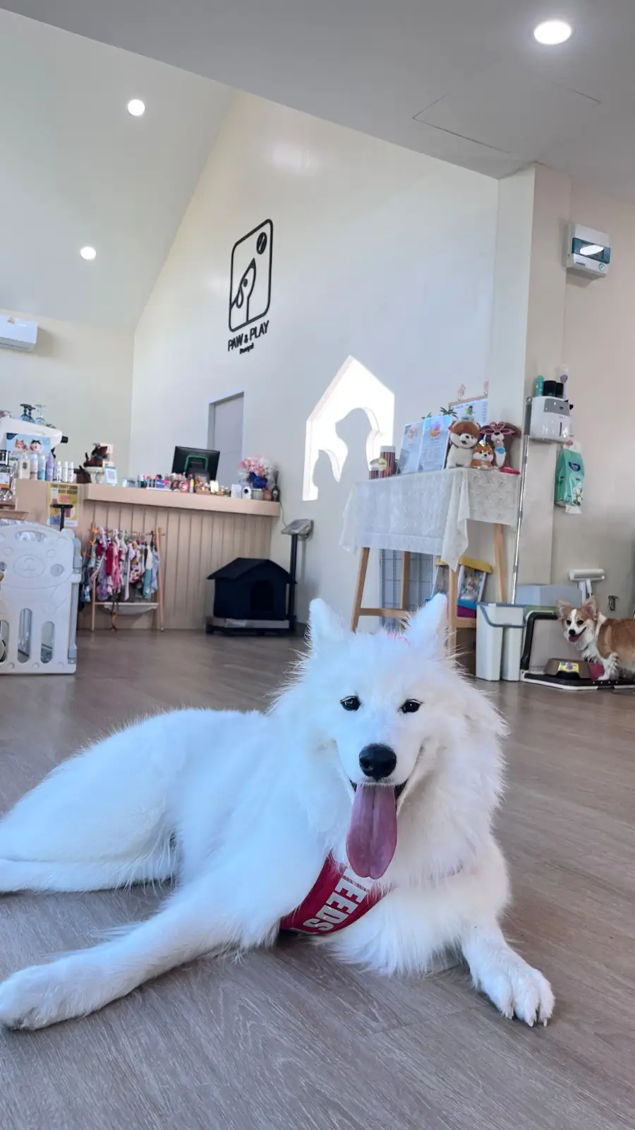 Paw & Play Rangsit pets image 5