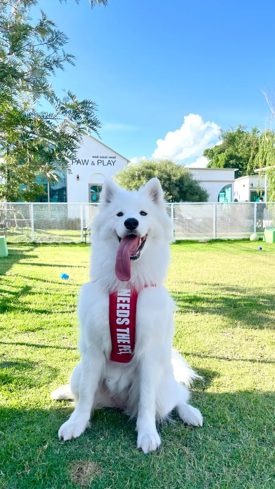 Paw & Play Rangsit pets image 6