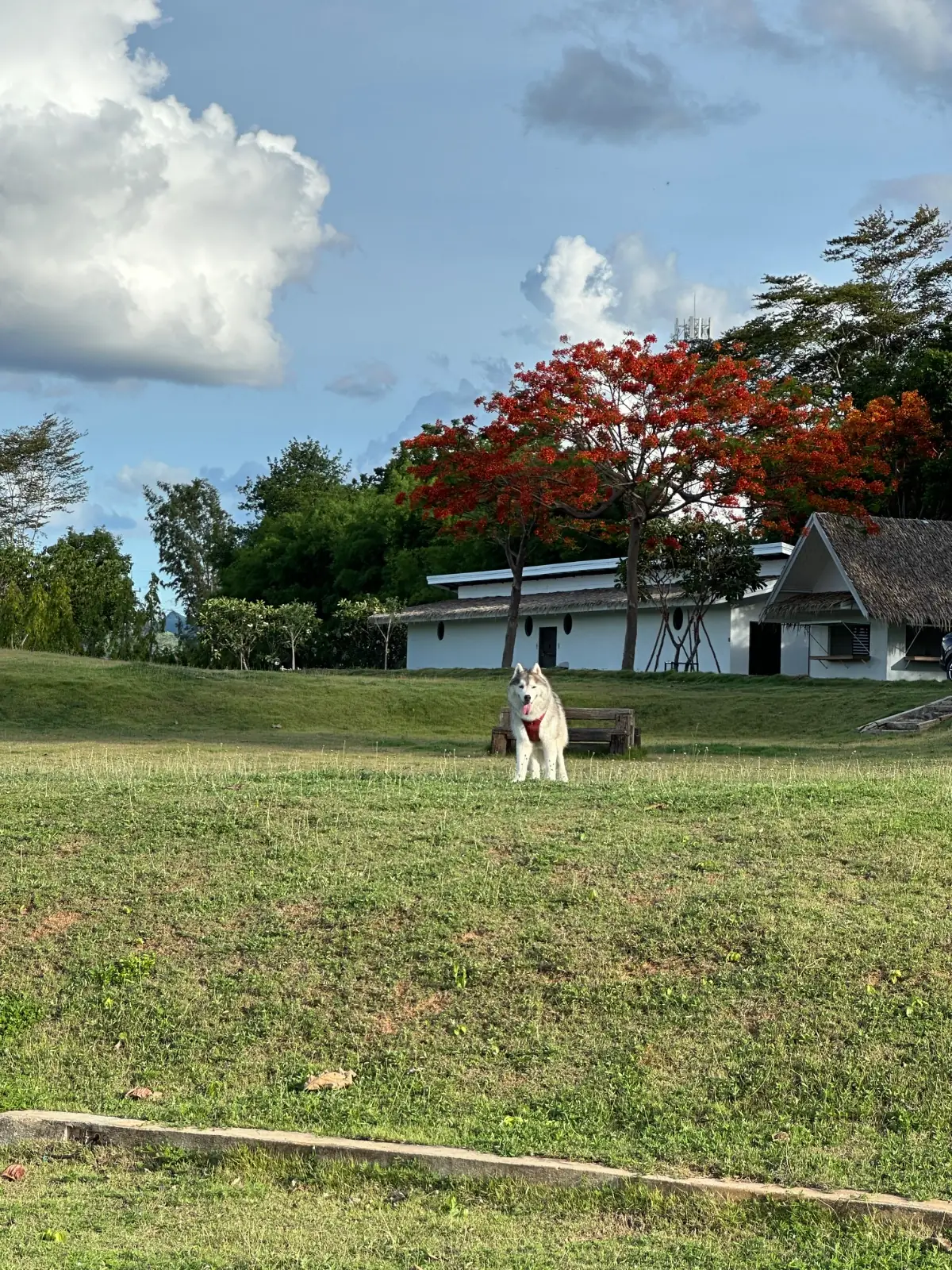 Bambooglamping Cafe & Camping pets image 1