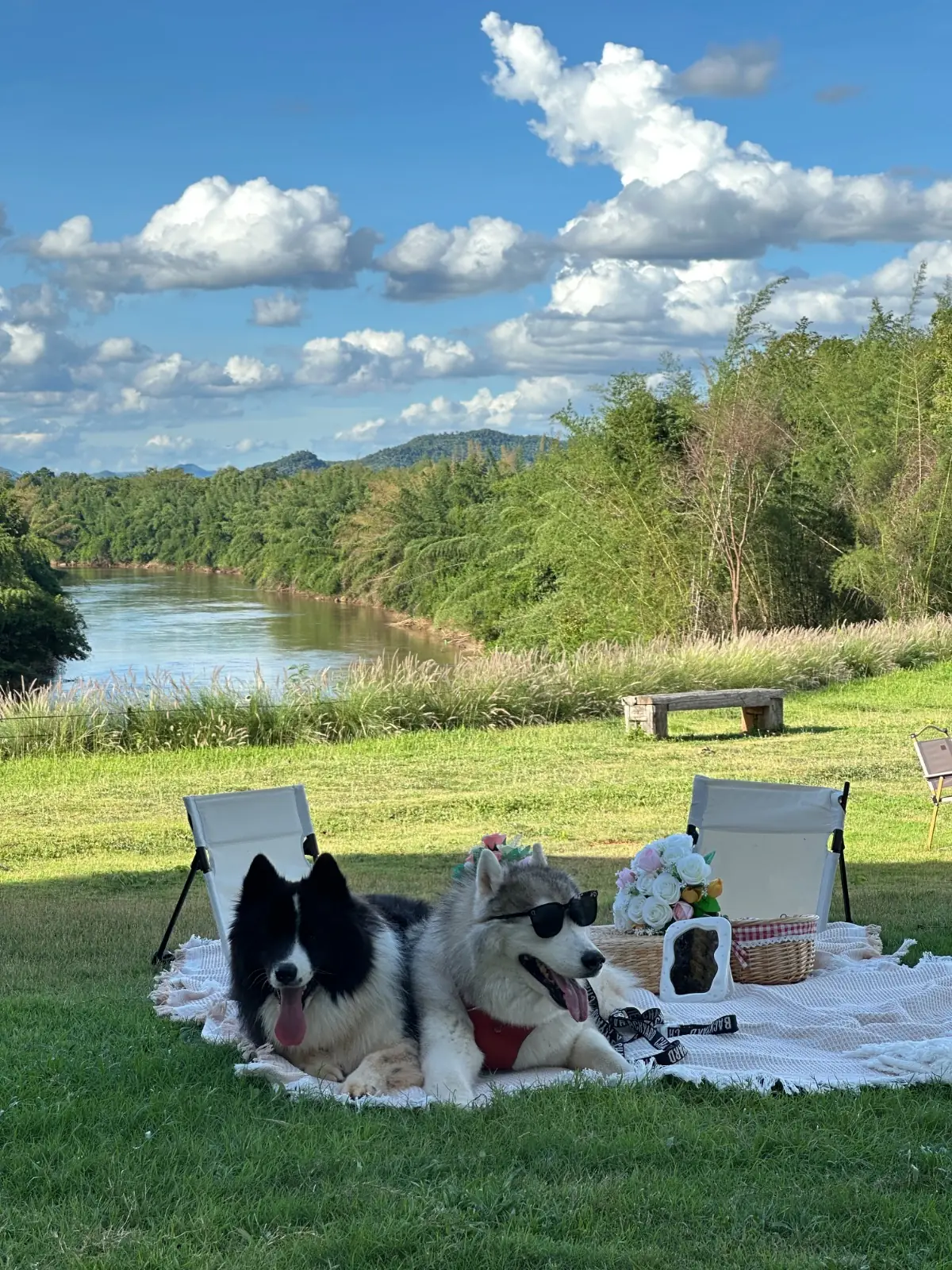 Bambooglamping Cafe & Camping pets image 2