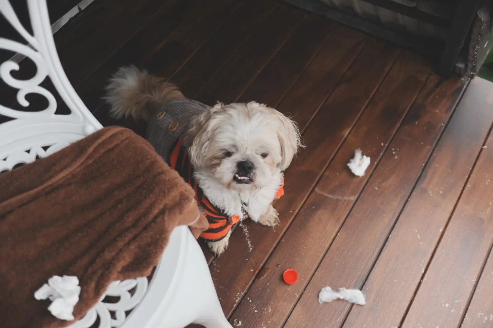 แม่มอญโฮมสเตย์ pets image 1