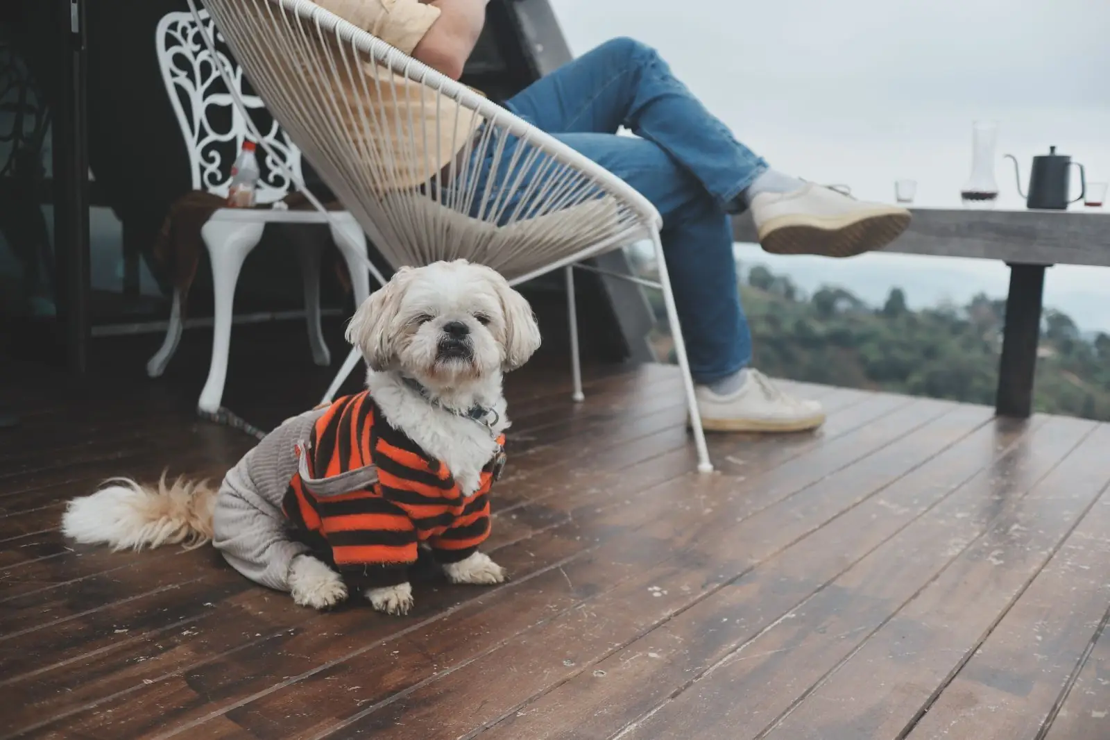 แม่มอญโฮมสเตย์ pets image 2