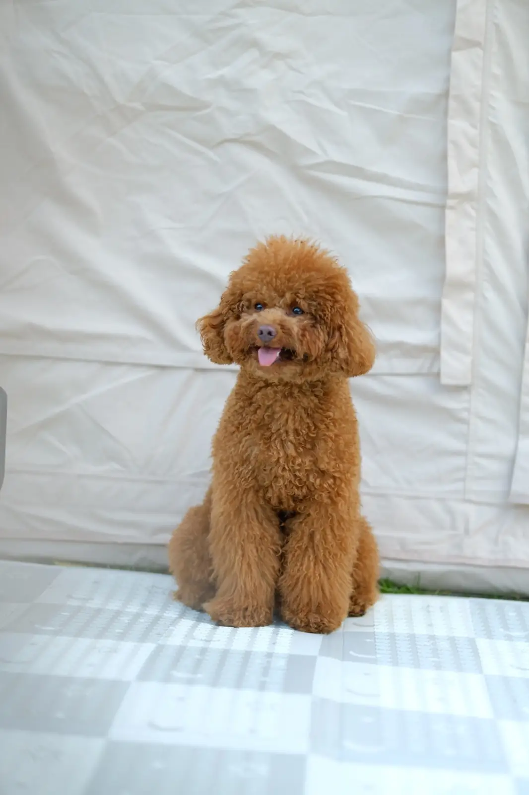 Mahakhao Campground pets image 2