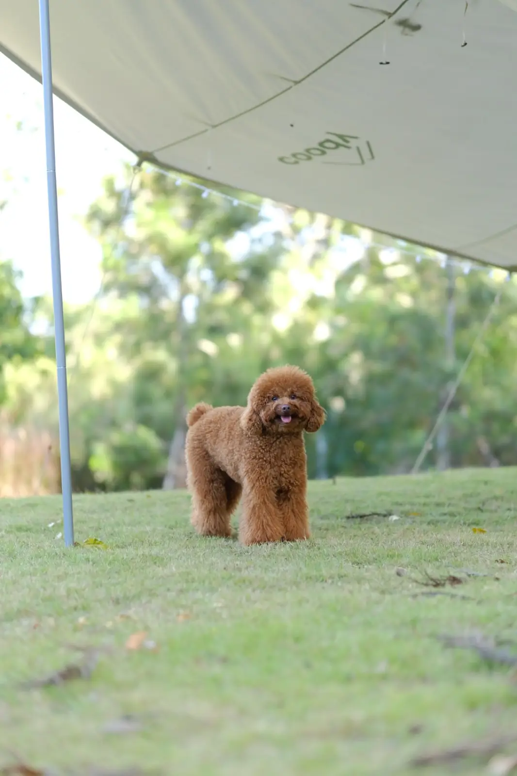 Mahakhao Campground pets image 1