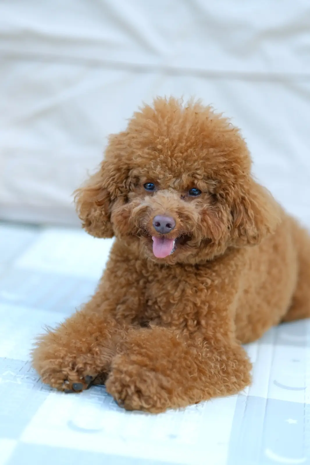 Mahakhao Campground pets image 3