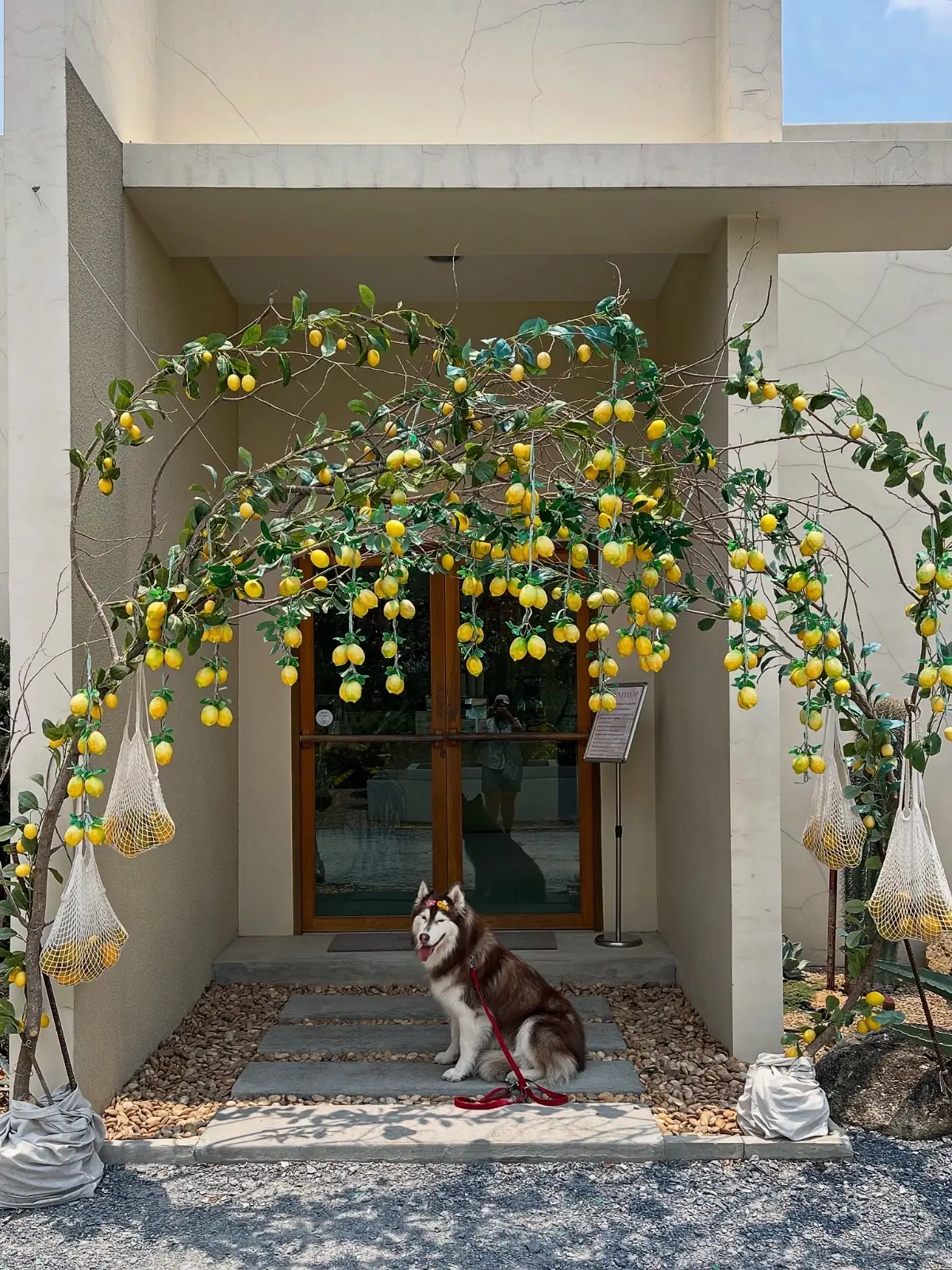 Sunday in 345 pets image 3