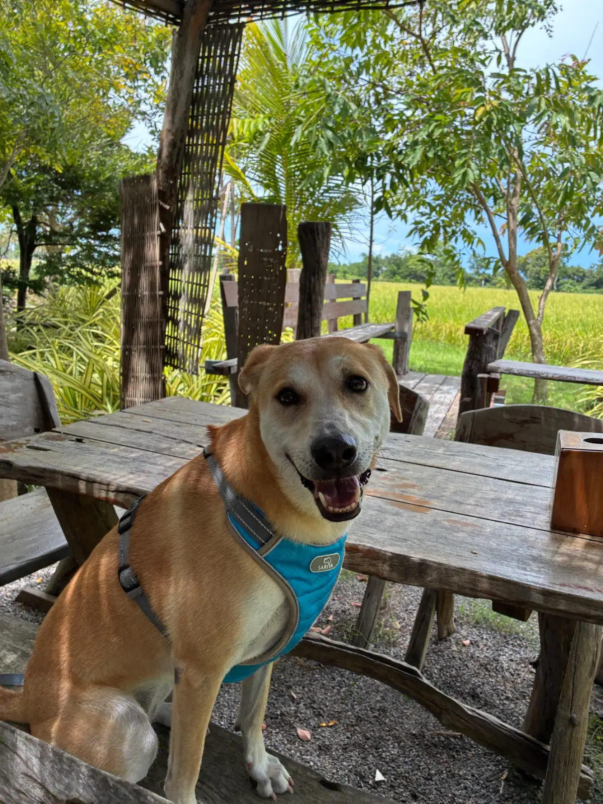 เติมสุข Cafe & Restaurant pets image 1