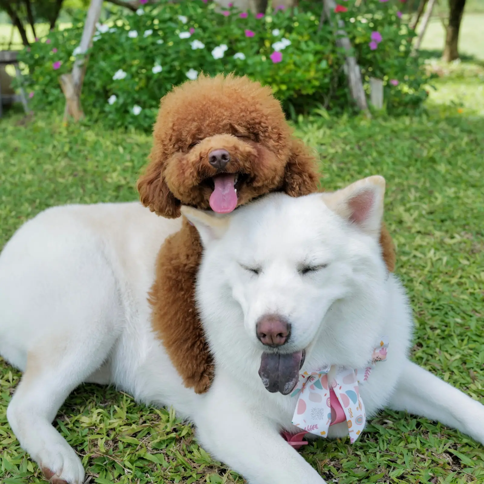 Hidden Cafe Kanchanaburi - ฮิดเด้นคาเฟ่ กาญจนบุรี pets image 2