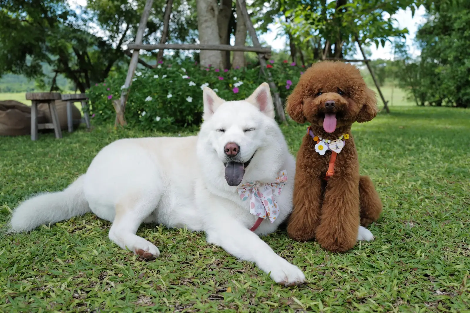 Hidden Cafe Kanchanaburi - ฮิดเด้นคาเฟ่ กาญจนบุรี pets image 1