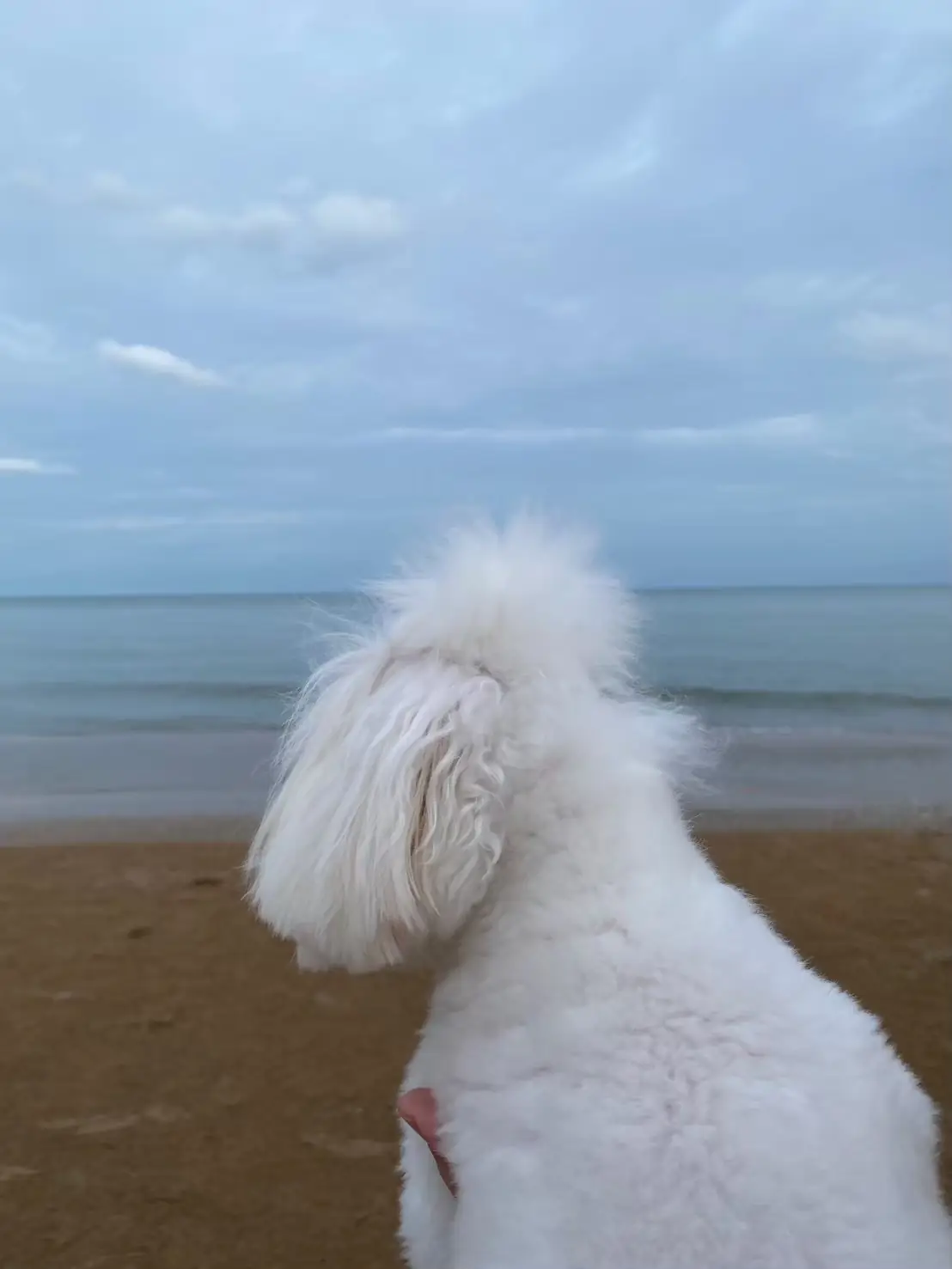 Vartika Resovilla Kuiburi Beach Resort and Villas pets image 3
