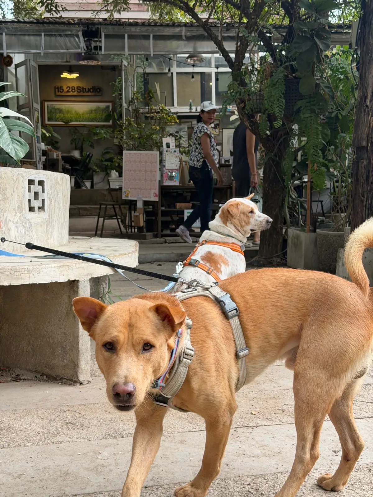 Ban Kang Wat pets image 1