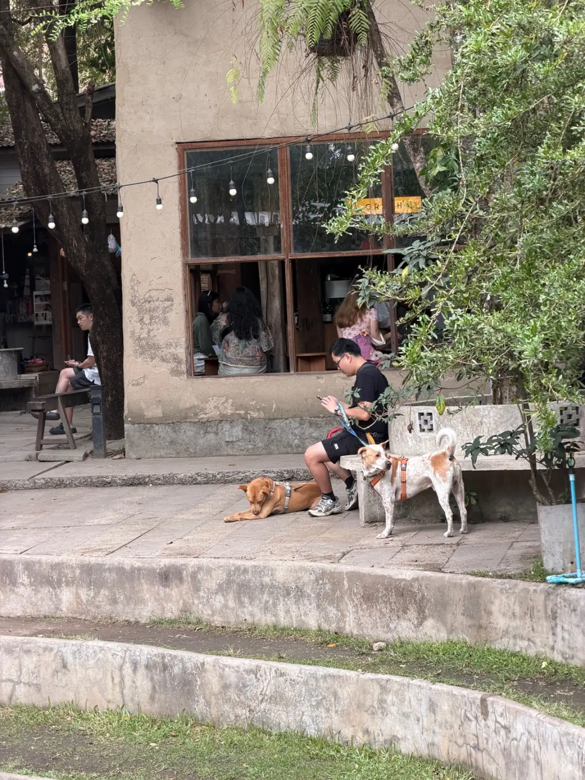 Ban Kang Wat pets image 3