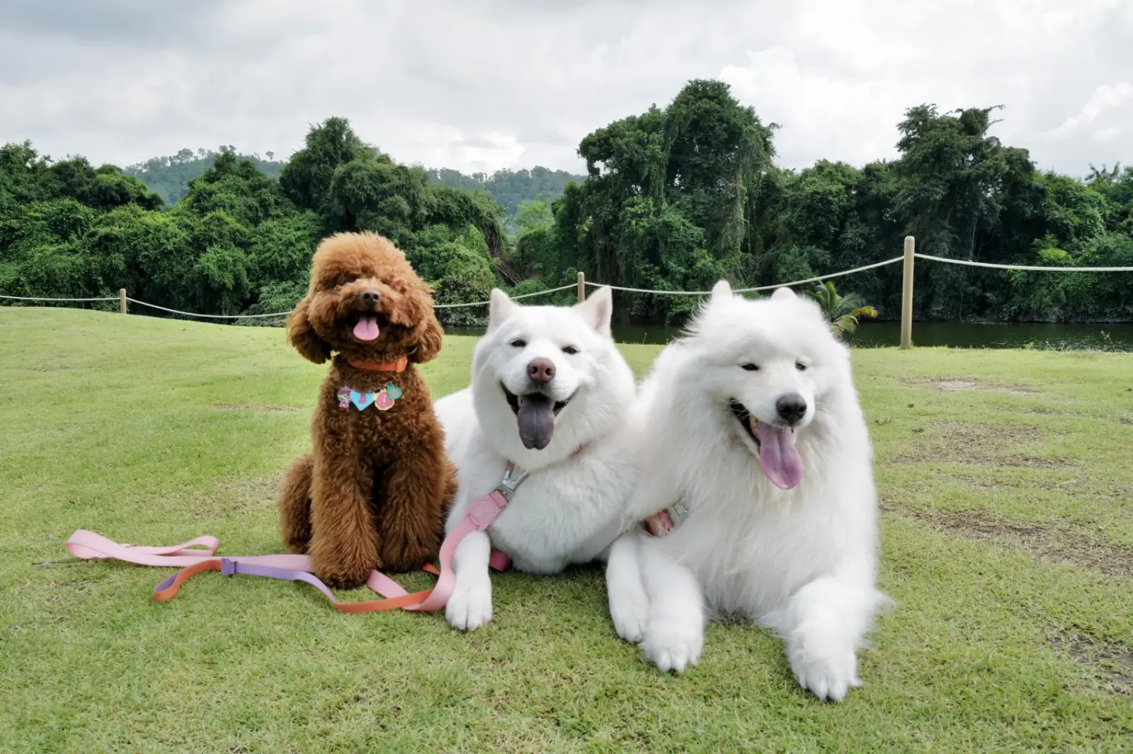 ซีรีน เฮาส์ คาเฟ่ pets image 3