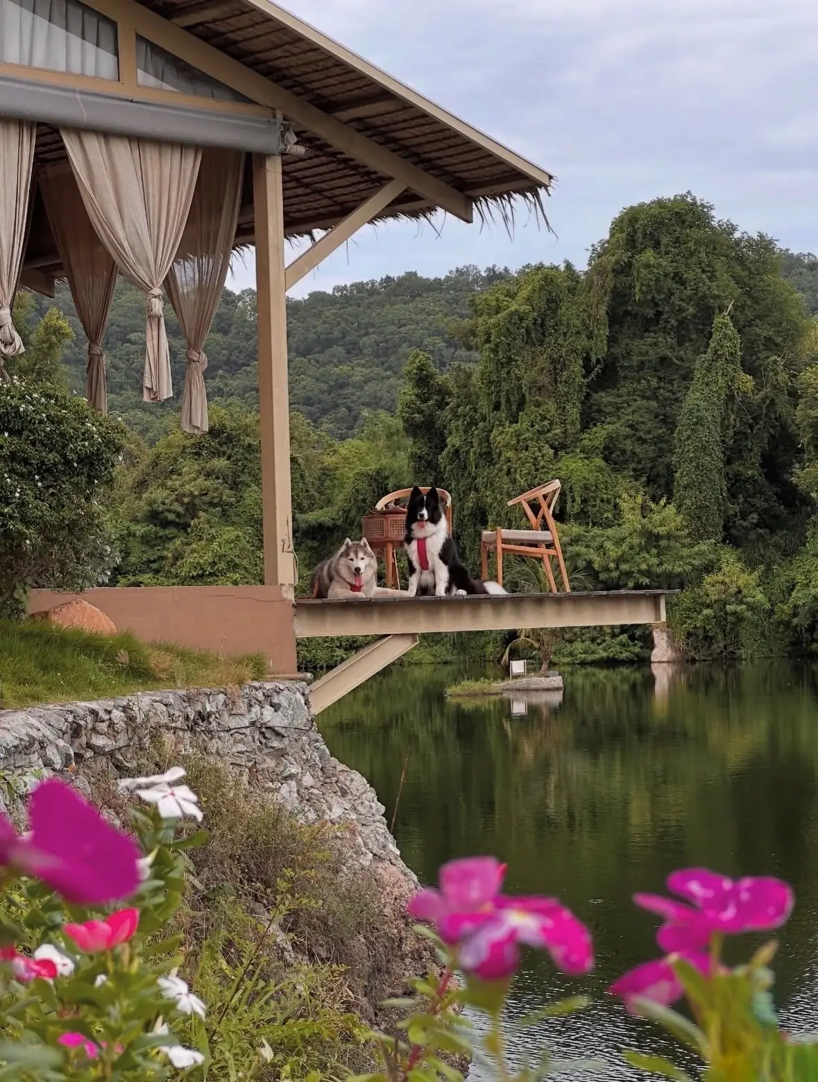 ซีรีน เฮาส์ คาเฟ่ pets image 4