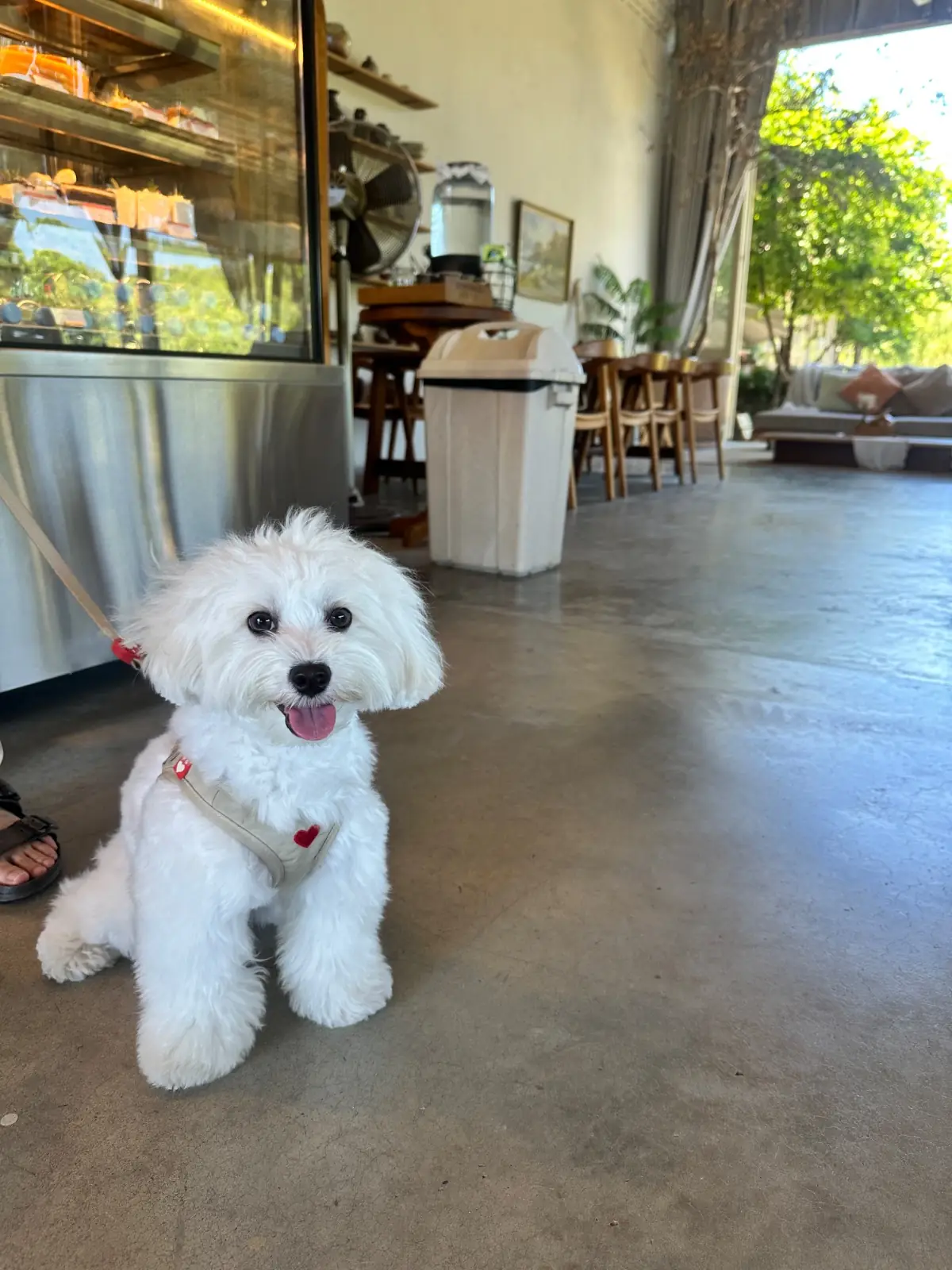ซีรีน เฮาส์ คาเฟ่ pets image 10