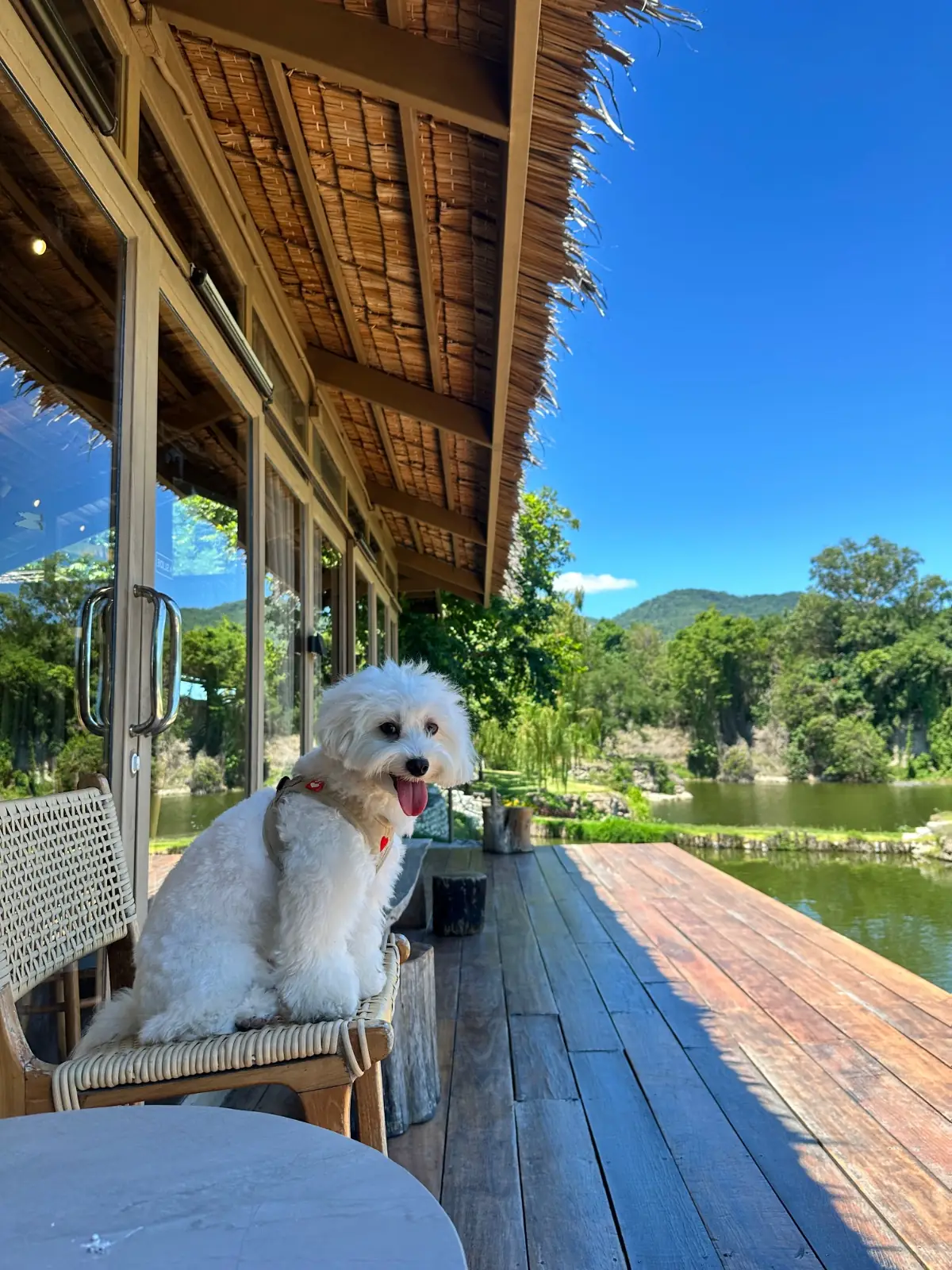 ซีรีน เฮาส์ คาเฟ่ pets image 9
