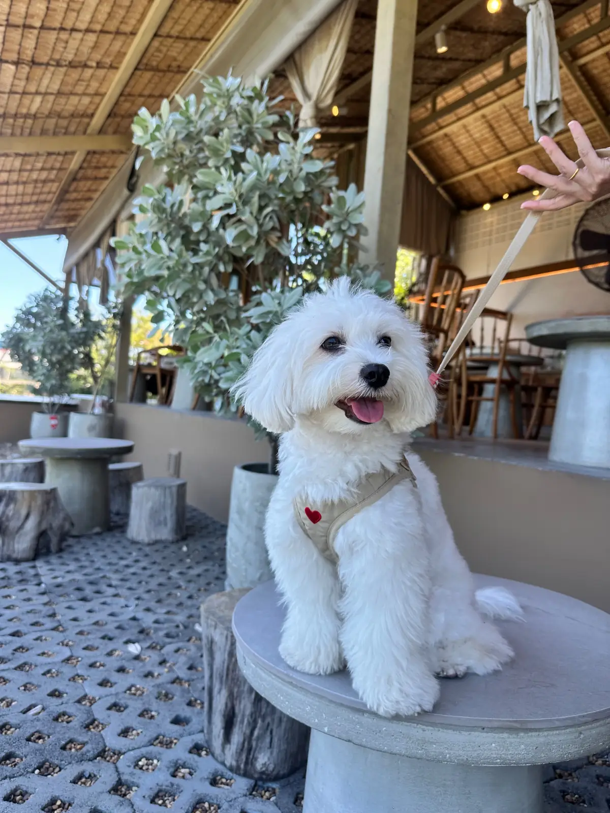 ซีรีน เฮาส์ คาเฟ่ pets image 8