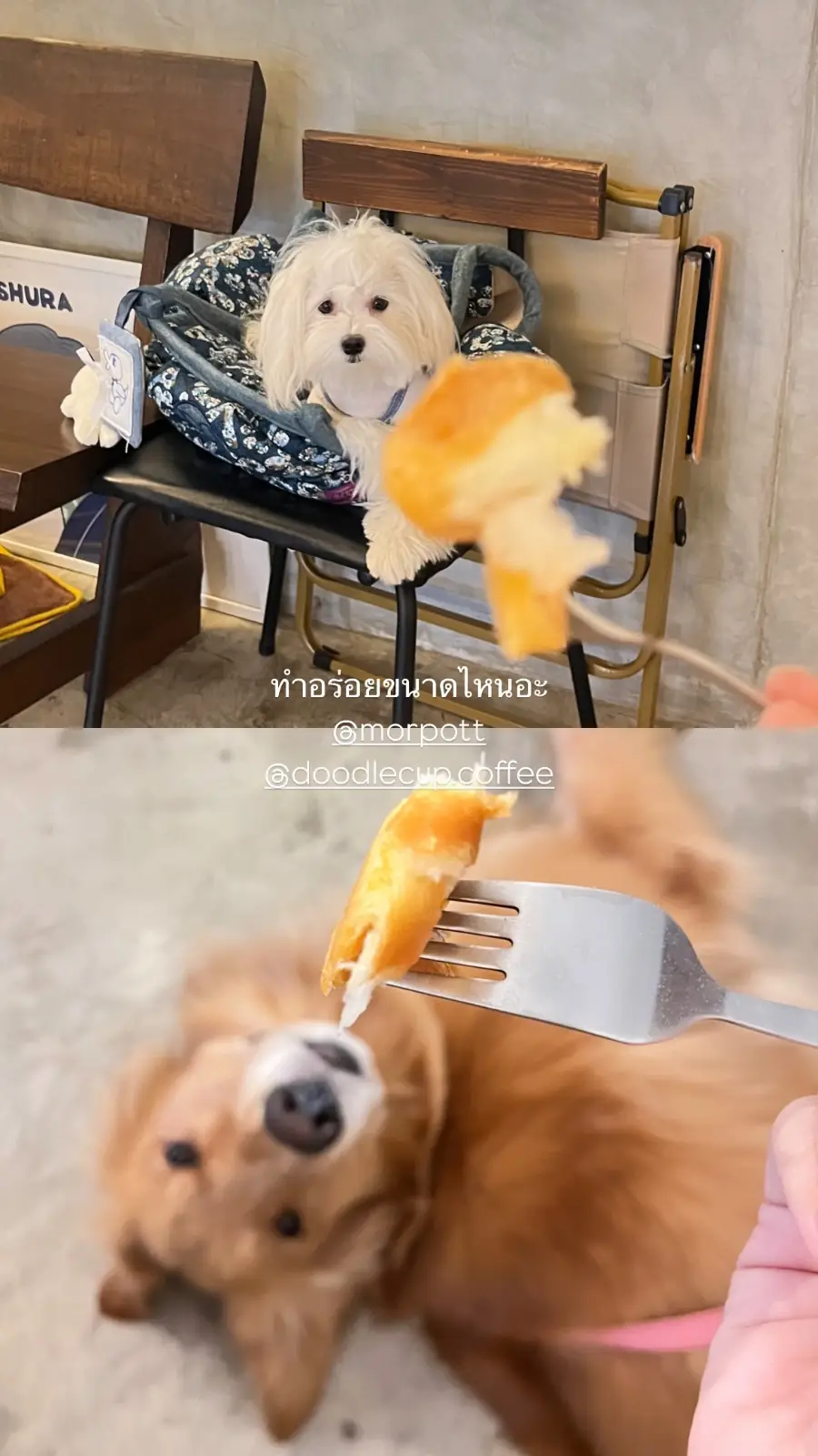 Doodle Cup pets image 2