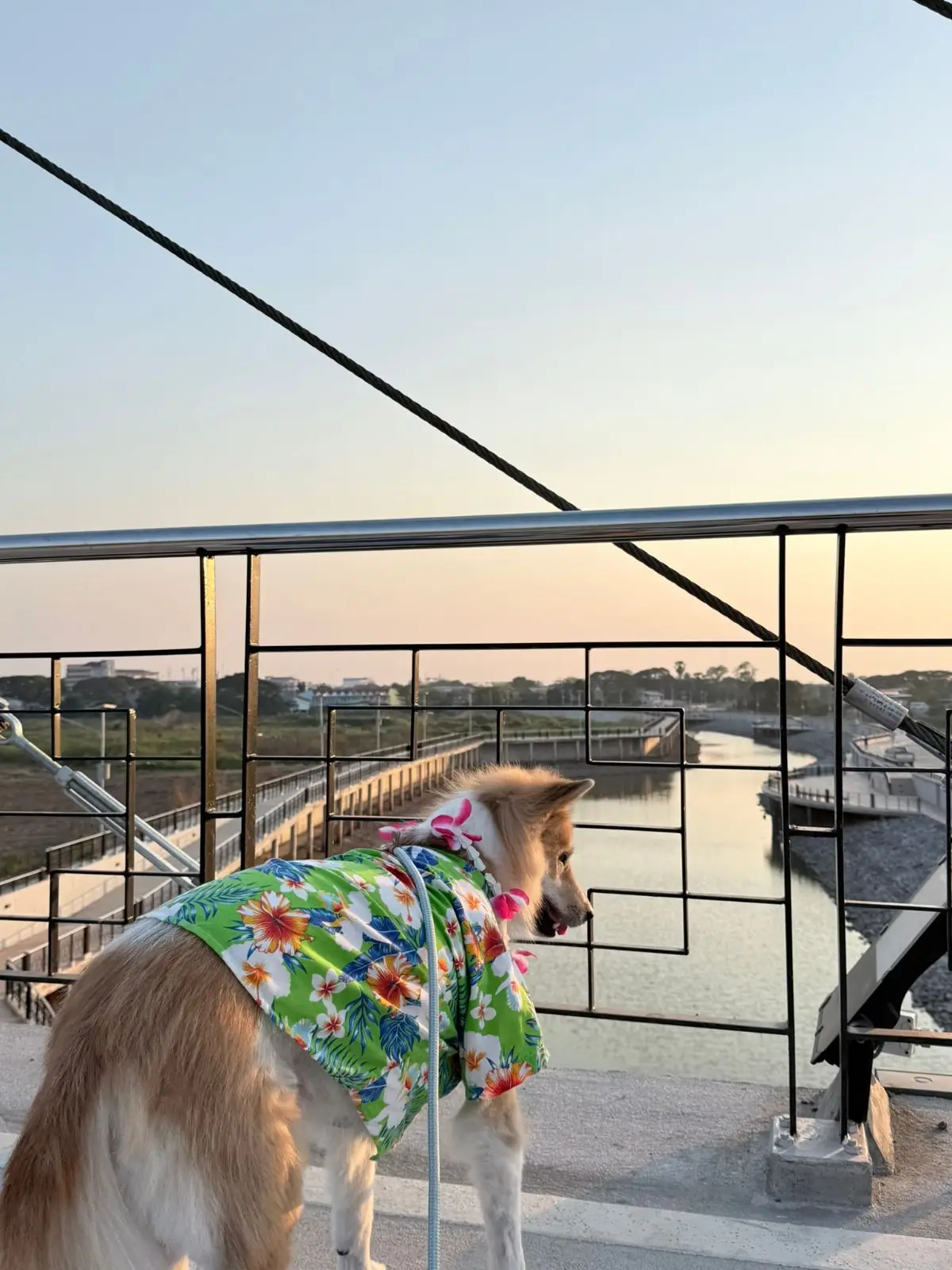 แลนด์มาร์คอ่างทอง pets image 2