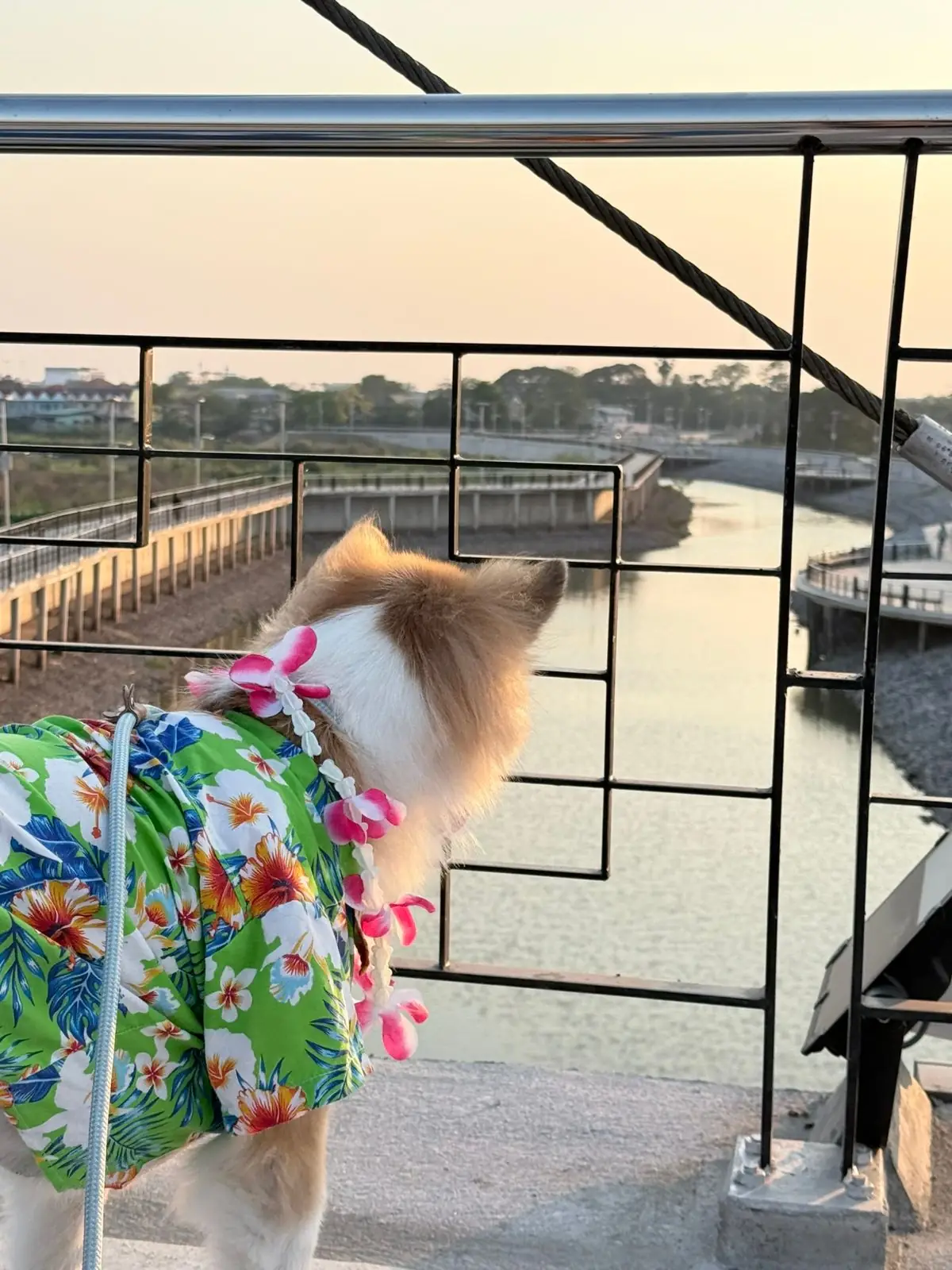 แลนด์มาร์คอ่างทอง pets image 1